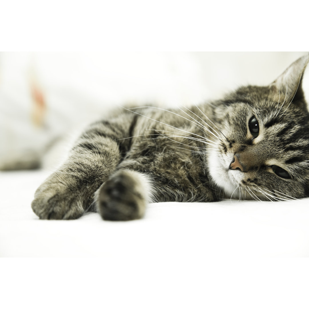 Tabby Katze liegend von Graphixel - Fotodruck