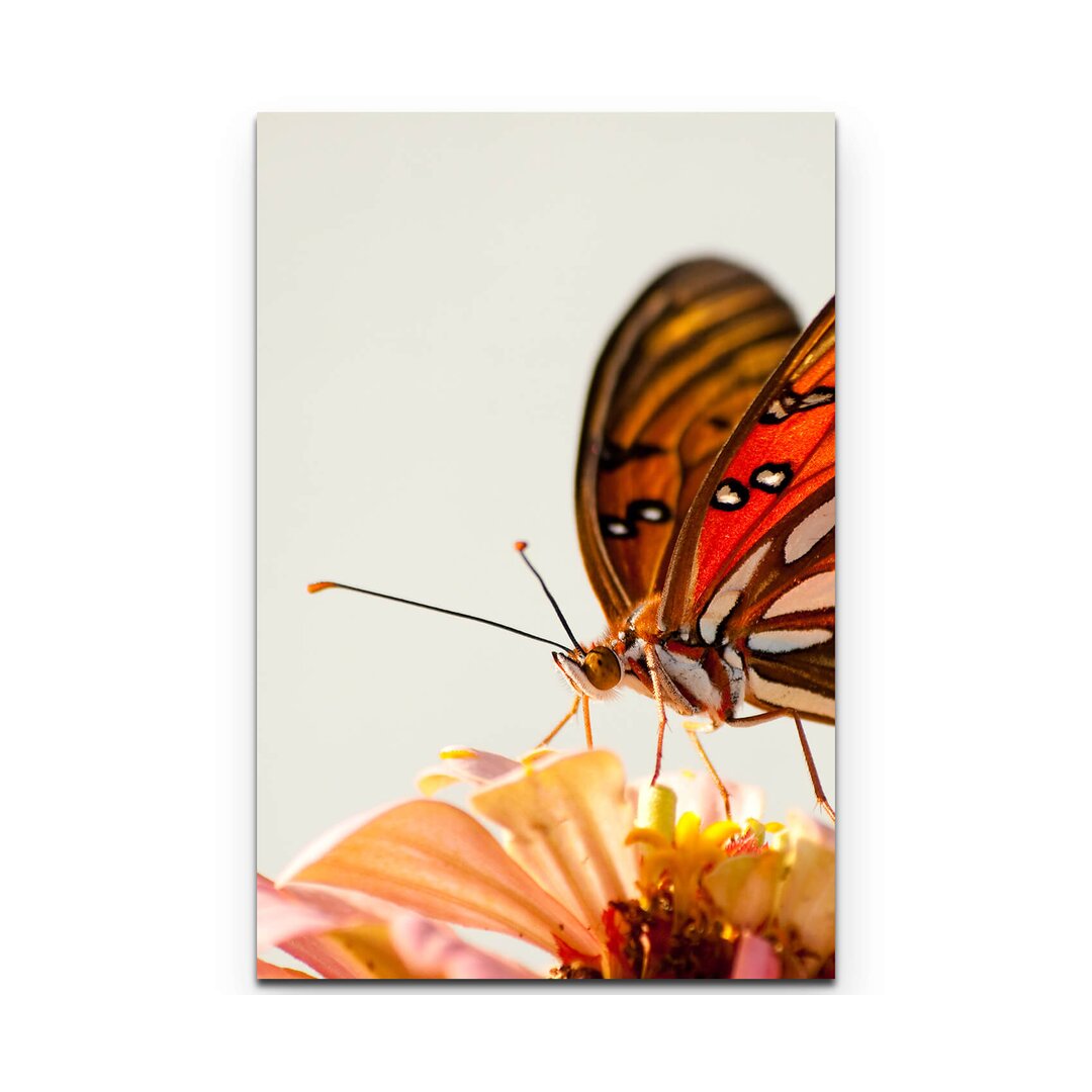 Leinwandbild Edler Schmetterling auf einer Blume – Nahaufnahme