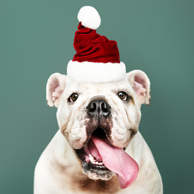 Portrait of a Cute Bulldog Puppy Wearing a Santa Hat 1 Piece Wrapped Canvas Wall Art