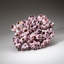 Genuine Purple Acorn Barnacle Cluster (3.5 Lbs)