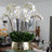Roberi Arrangement in Pot-311770224-318745110
