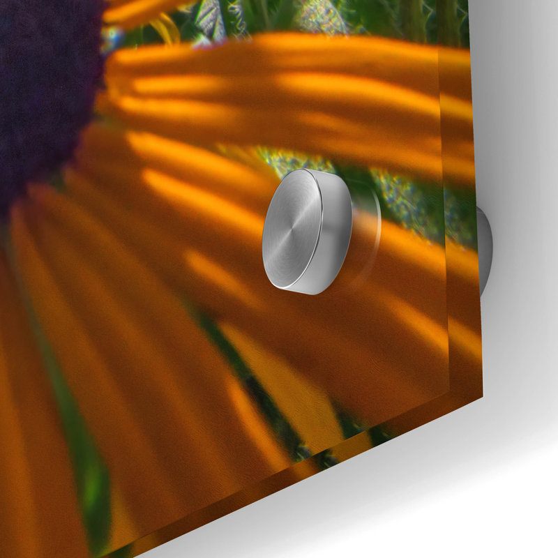«Black Eyed Susans Bask In The Sun» par Rick Berk, art mural en verre acrylique, H 36 po x l 24 po x P 0,2 po