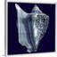« Indigo shells I » par vision studio-impression-1160195861-1160195866