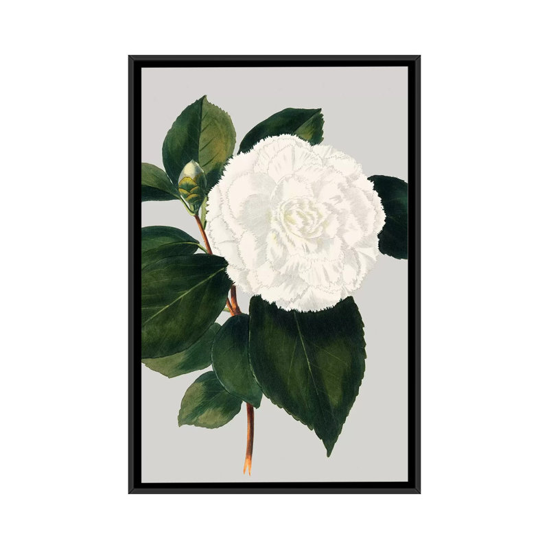 «Camellia Japonica II», reproduction d'impression sur toile tendue, H 60 po x l 40po x P 1,5 po, Toile avec cadre noir