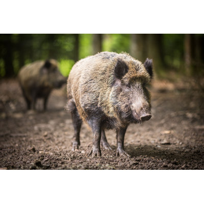 Wild Boar par Viktorcap - photographie sur toile tendue