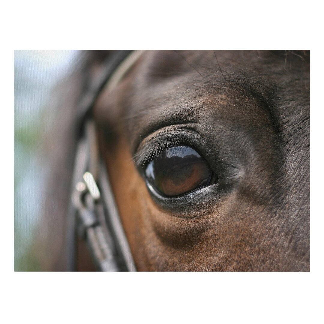 Leinwandbild Horse Eye