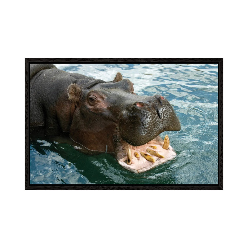 A Hippopotamus Bares Its Teeth At The Sedgwick County Zoo 1 Piece Wall Art on Canvas, 66.04 cm H x 45.72 cm W, Black Framed