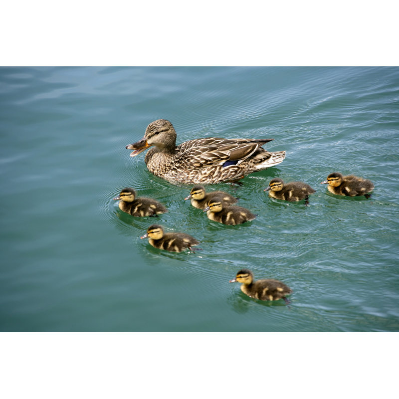 Mallard Duck With Chicks by Viorika - Wrapped Canvas Print, 30cm H x 46cm W