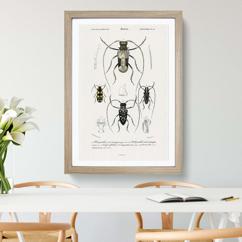 Beetle Illustrations PL.13 by Charles D'Orbigny - Single Picture Frame Print, Oak Framed, 33cm H x 24cm W x 2cm D
