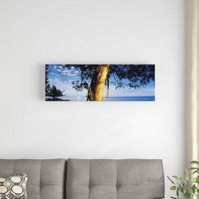 Eucalyptus Tree, Santa Barbara Harbor, California, USA' Photographic Print on Canvas -  East Urban Home, 416370D4B6594361BA7C4FBD11754765