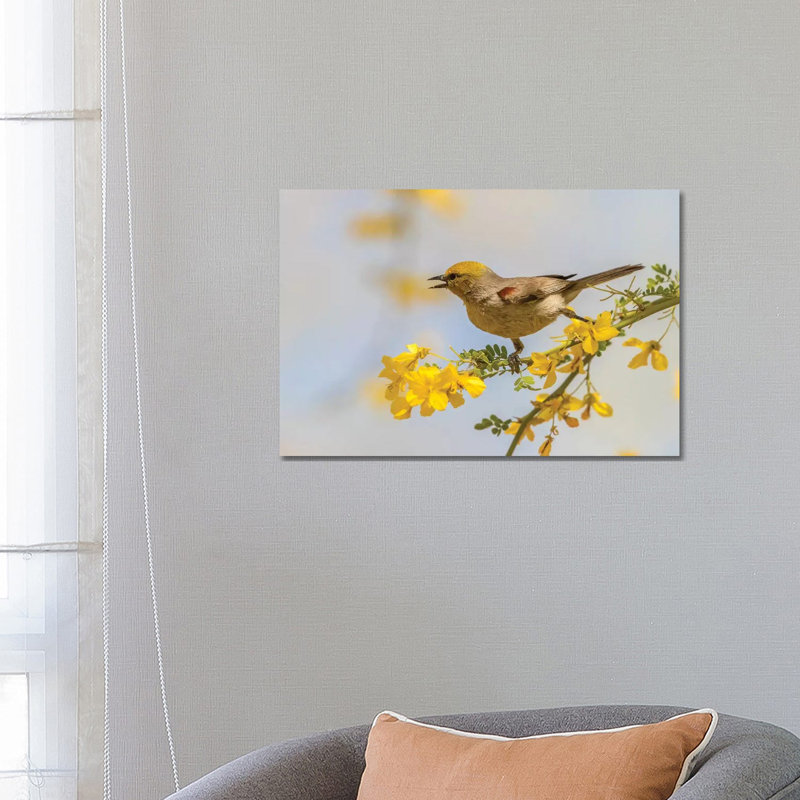 USA, Arizona, Sonoran Desert. Verdin bird on limb. 1 Piece Wrapped Canvas Wall Art