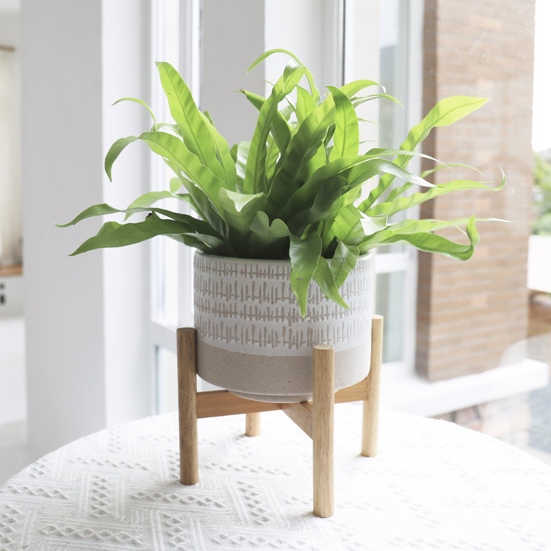 pots for plants indoor Flower Grow Kits | Fluted Ceramic Planter | Complete Hydroponic Setup main image 1