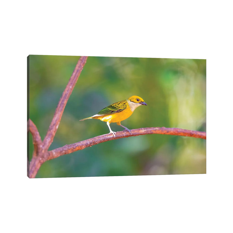 Central America, Costa Rica. Male Silver-throated Tanager In Tree. by Jaynes Gallery - Wrapped Canvas Gallery-Wrapped Canvas Giclée