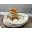 Petit lit pour animaux Cuddlove-1066855457
