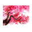 Cherry Blossom Tree Painting by Emma Brooks-26775717-26775704