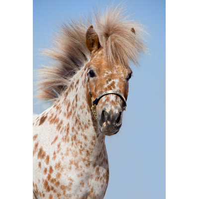 Poney tacheté Merrimack Appaloosa par Alexia Khruscheva