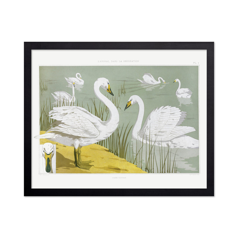 Cygnes blancs blancs, Sans cadre, Affiche, H 18 po x l 24 po