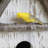 Paradise Birdhouse Trio