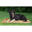 Tapis de voyage pour chat et chien Brunelle-1331032838-1331032839