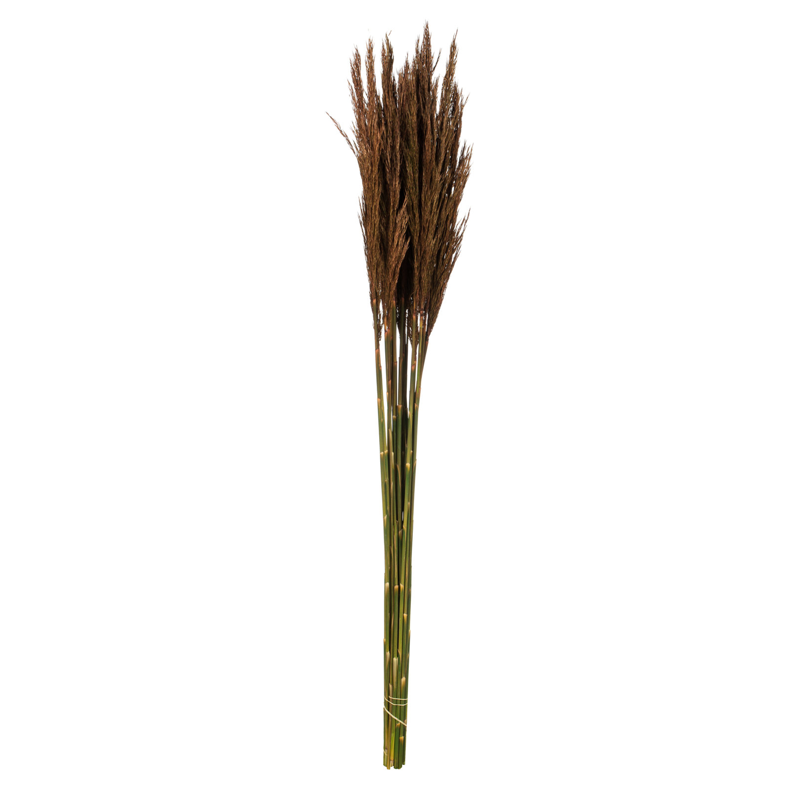 Zellmer 36'' H Preserved Plume Reed Bundle, Brown