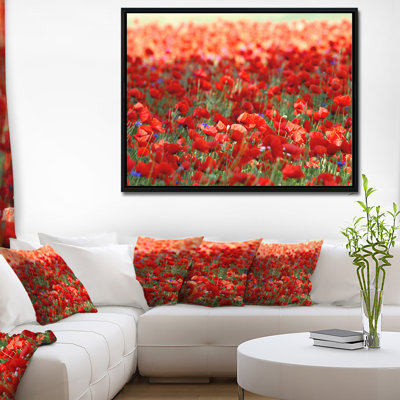 " Thick Red Poppy Flower Field "
