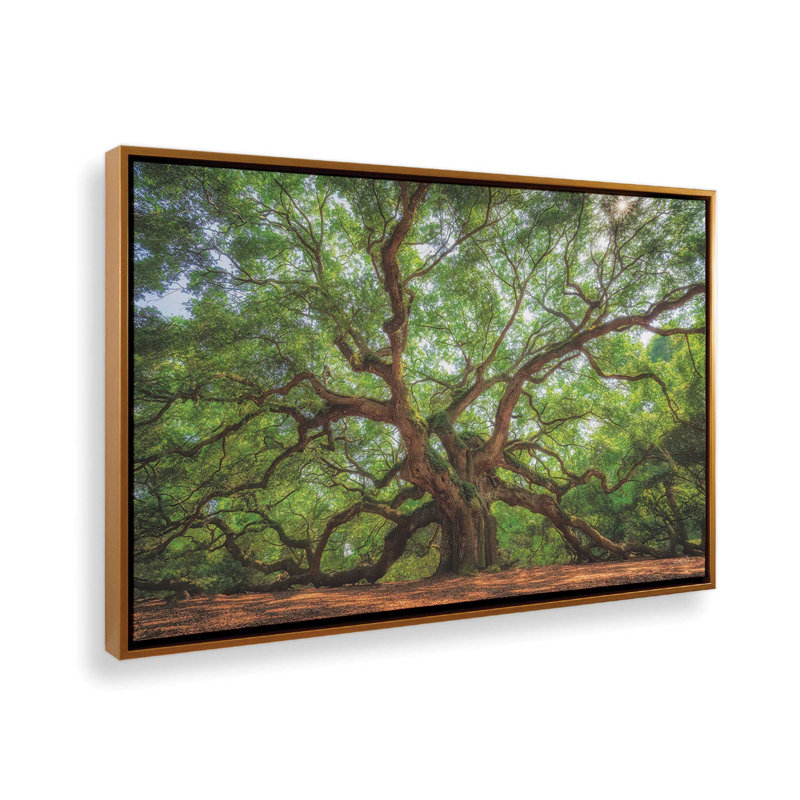 «Angel Oak Tree in Charleston» par Martin Podt, reproduction d'art, L 30 po x H 20 po, Doré, Toile avec cadre
