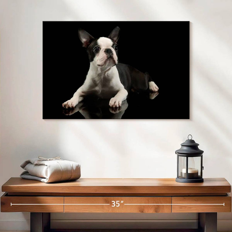 Young Boston Terrier, H 24 po x l 36 po