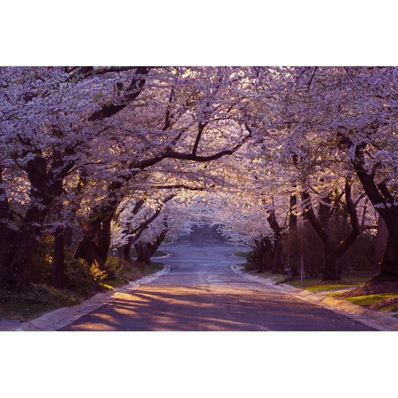 Cherry Blossom Neighborhood by WLDavies - No Frame Art Prints on Canvas, 61cm H x 91cm W