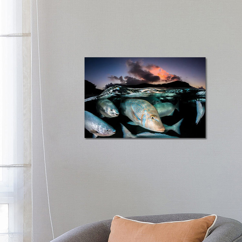 Sunset Fish Frenzy Lord Howe Island by Jordan Robins - Gallery-Wrapped Canvas Giclée on Canvas, Wrapped Canvas