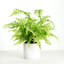 Faux Fern Plant in Ceramic Planter