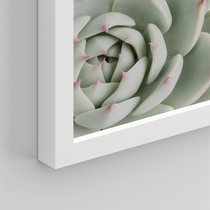 «Cactus Succulent Close Up Echeveria Red Tip White» sur papier, Blanc, H 14 po x l 11 po