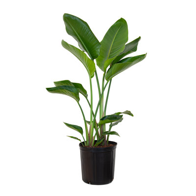 United Nursery Live Bird Of Paradise Plant in Nursery Pot