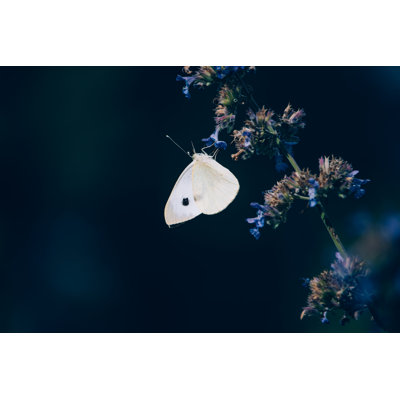 White Butterfly - Wrapped Canvas Print