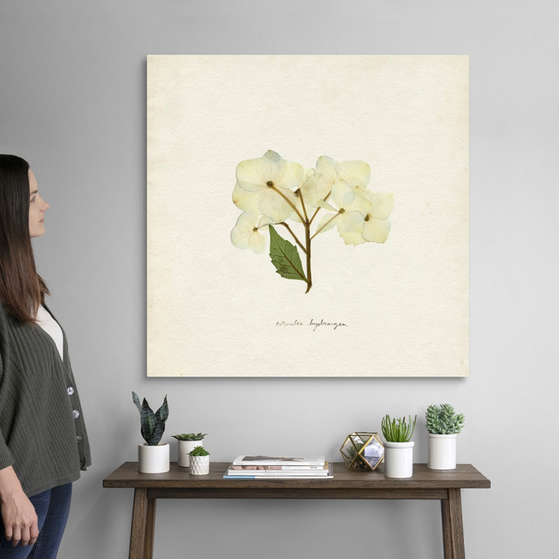 Cornales Hydrangea I par Emma Caroline - reproduction d'art, Toile tendue, H 36 po x l 36 po x P 1,25 po