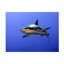 Ilan Ben Tov Grey Reef Shark Carcharhinus Amblyrhynchos Canvas Art-109223530