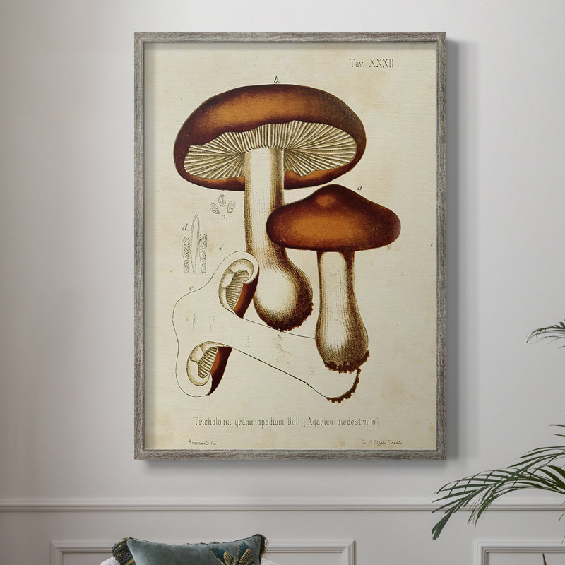 Champignon Variétés VI, reproduction encadrée - bois massif, H 11 po x l 9 po