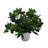 Cagle Primrue Gardenia Live Plant