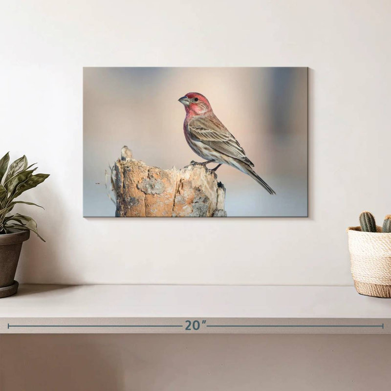 Oiseau pinson Crowle House, H 8 po x l 12 po
