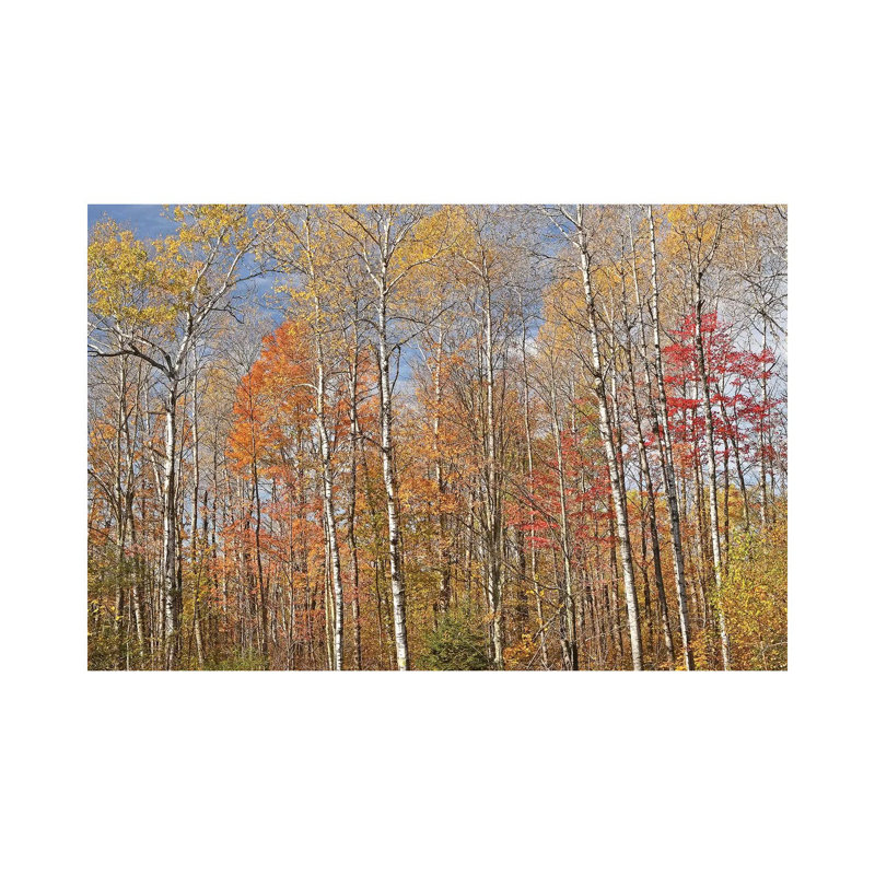 Forest Colors by Brian Wolf - Wrapped Canvas Print, 20.32cm H x 30.48cm W x 1.91cm D