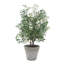 Uttermost Marisol olivier en pot