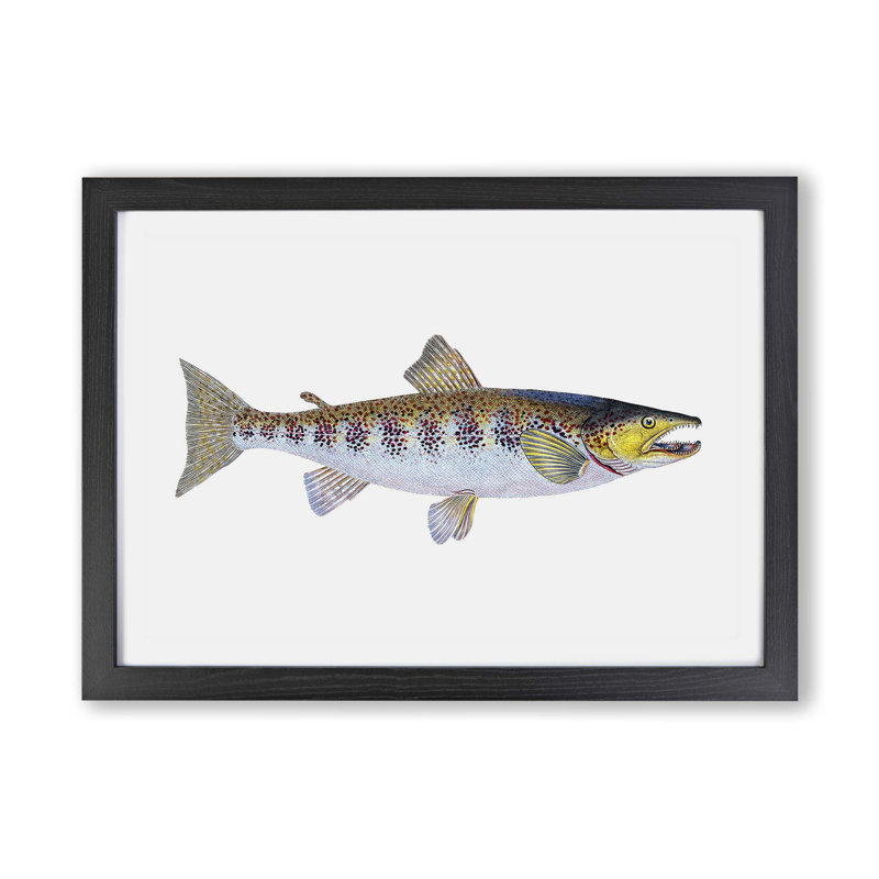 Trout Fish - Framed Print, 45cm H x 63cm W x 2cm D, Black