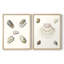Pastel Knorr Shells III - reproduction encadrée de qualité supérieure - prête à être accrochée - aucun clou requis - aucun clou requis-2038901894-2038901891