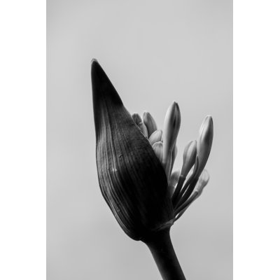 " Close Up Of Agapanthus Bud In Bloom Isolated "