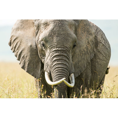 African Elephant by 1001slide - Wrapped Canvas Print