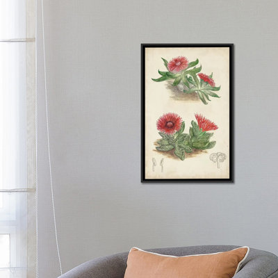 «Antique Cactus V», reproduction sur toile tendue