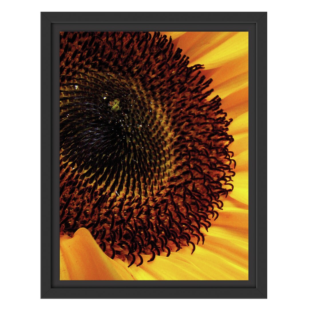 Gerahmtes Wandbild große Sonnenblume