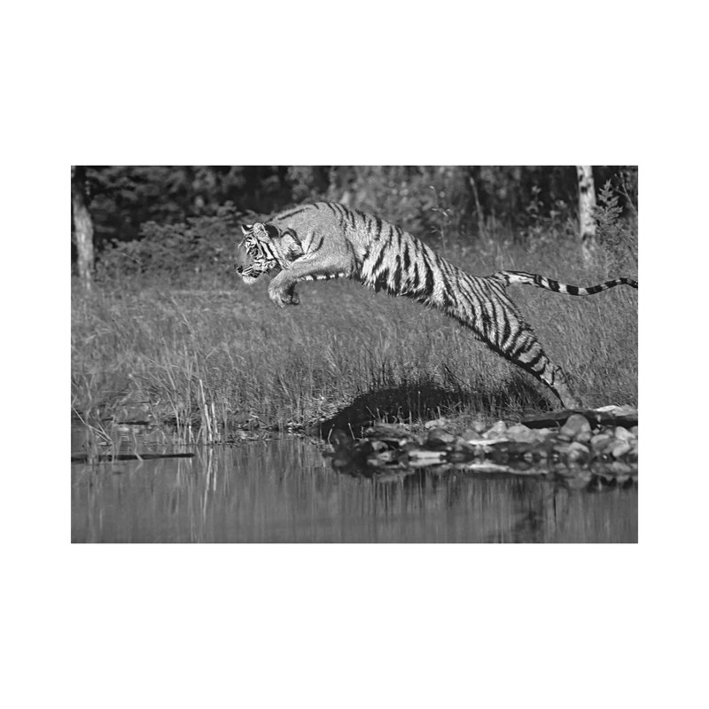 Siberian Tiger Leaping Across River, Asia by Tim Fitzharris - Gallery-Wrapped Canvas Giclée on Canvas, Canvas