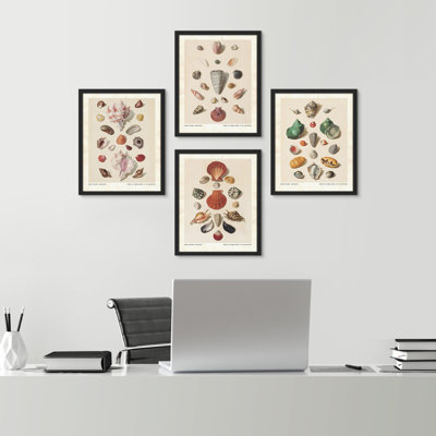 " Old-World Shell Collection Maritime Themed Illustration Decor Multicolor " 4 - Pieces