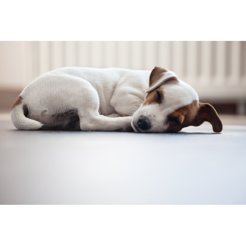«Puppy Sleeping On Canvas» par Tatyanagl, photographie, H 8 po x l 12 po x P 1,25 po