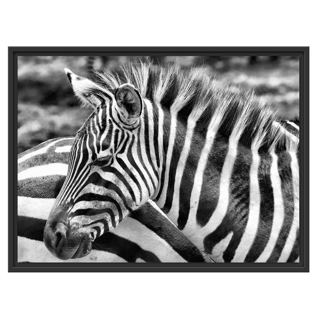 Gerahmtes Wandbild prächtiges Zebra